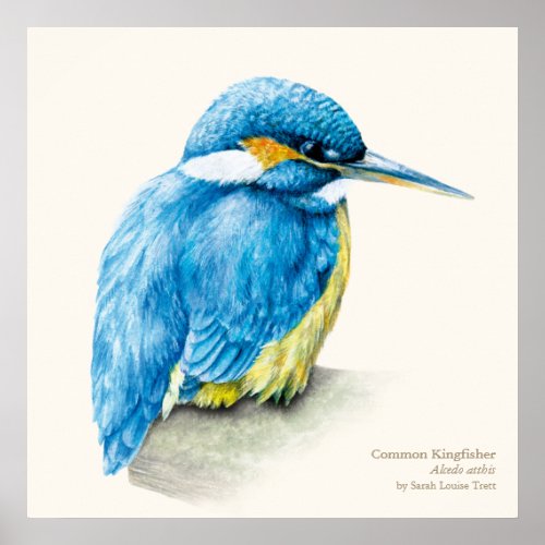 Kingfisher Ornithological fine art poster print
