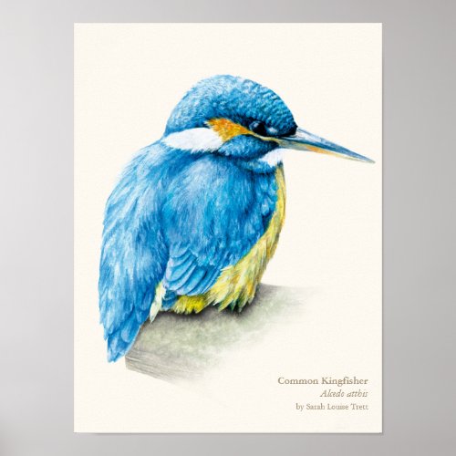 Kingfisher Ornithology portrait fine art print