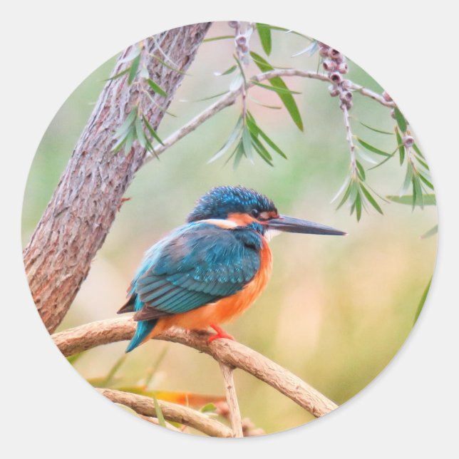 Kingfisher Perched on Branch Classic Round Sticker (Front)