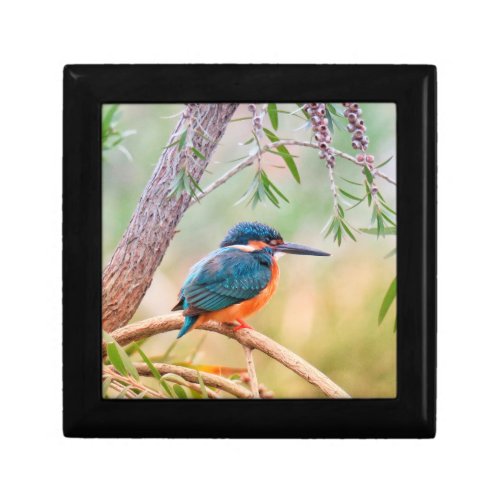 Kingfisher Perched on Branch Gift Box