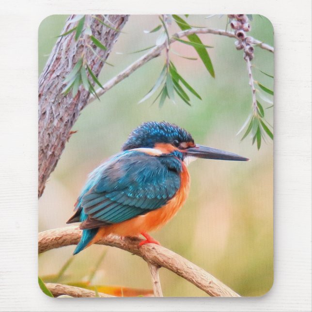 Kingfisher Perched on Branch Mouse Pad (Front)