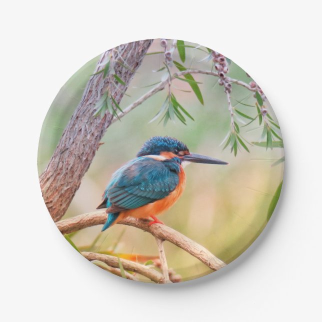 Kingfisher Perched on Branch Paper Plates (Front)