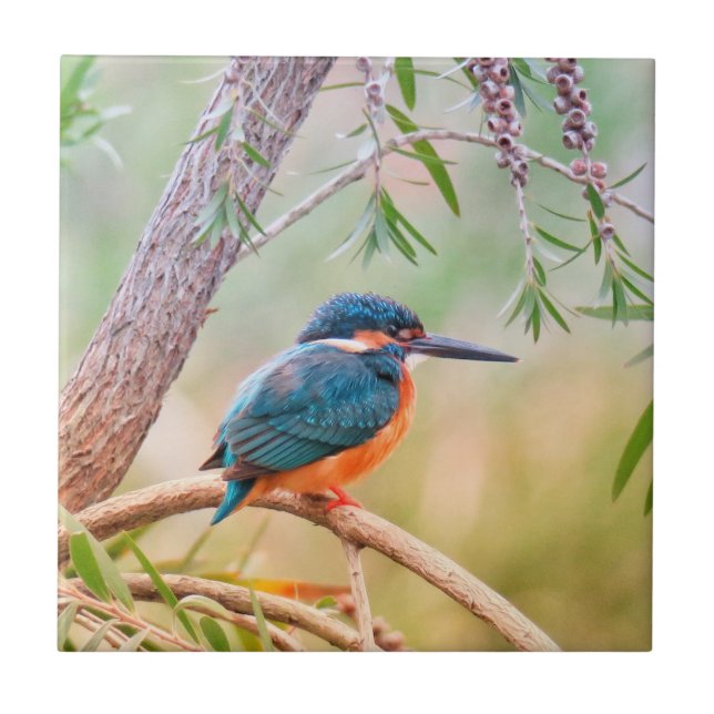 Kingfisher Perched on Branch Tile (Front)
