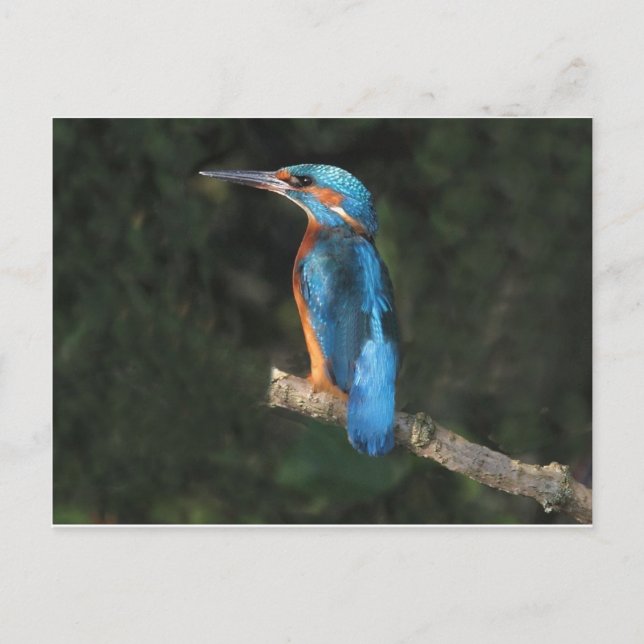 Kingfisher Postcard (Front)