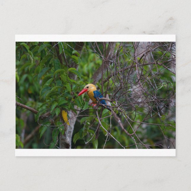 Kingfisher Postcard (Front)