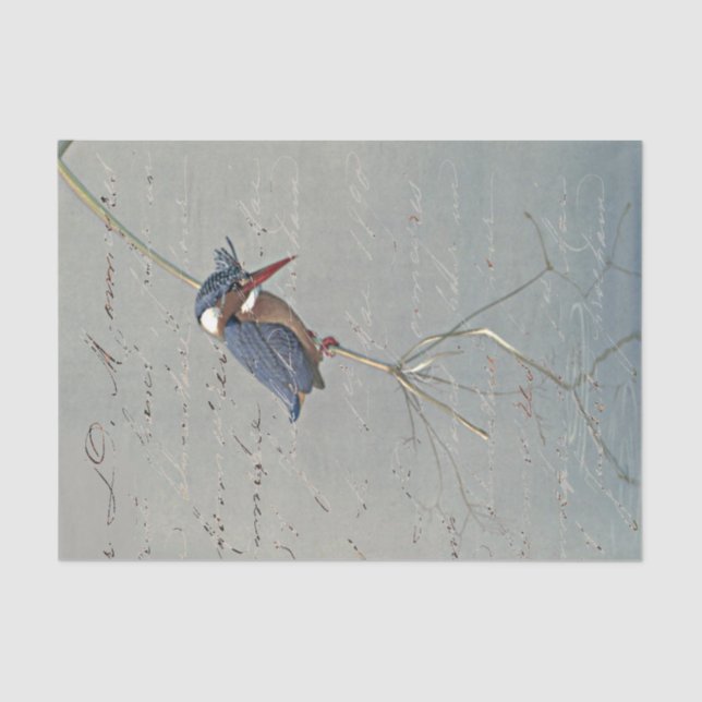 Kingfisher Reflection French Script Vintage Bird Tissue Paper (Front)