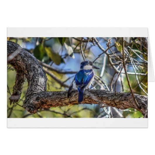 KINGFISHER RURAL QUEENSLAND AUSTRALIA (Front Horizontal)