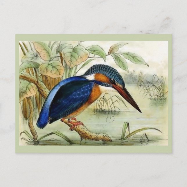 Kingfisher Vintage Bird Illustration Postcard (Front)