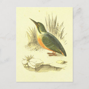 Kingfisher Vintage Bird Lithograph Postcard