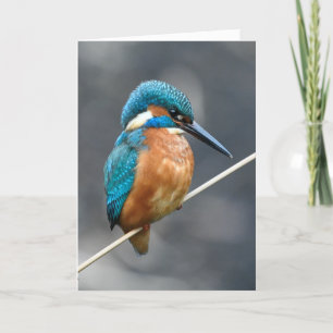 Kingfisher waiting. card