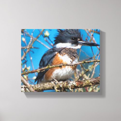 Kingfisher Wild Bird Canvas Print