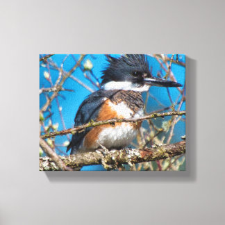 Kingfisher Wild Bird Canvas Print