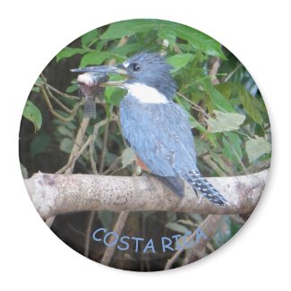 Kingfisher with Fish from Costa Rica Magnet