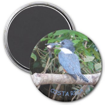 Kingfisher With Fish From Costa Rica Magnet by Edelhertdesigntravel at Zazzle