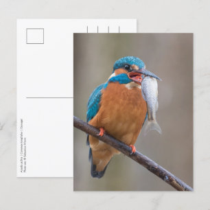 Kingfisher with Prey Nature Photo Postcard