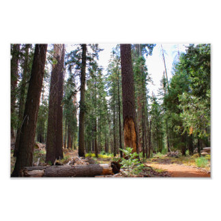 Kings Canyon National Park Photo Print