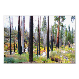 Kings Canyon National Park Photo Print