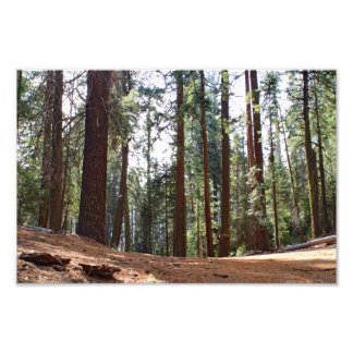 Kings Canyon National Park Photo Print
