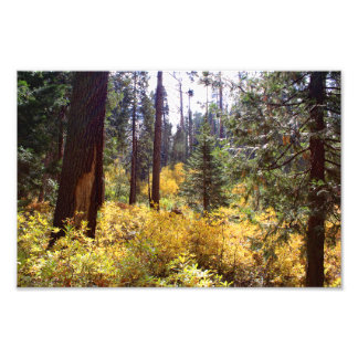 Kings Canyon National Park Photo Print