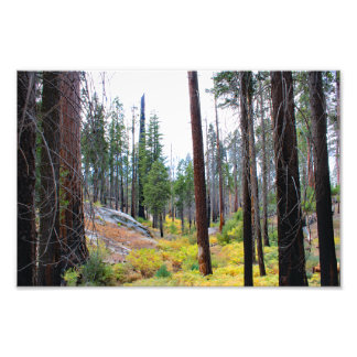 Kings Canyon National Park Photo Print