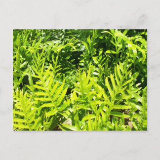 King's Fern Postcard