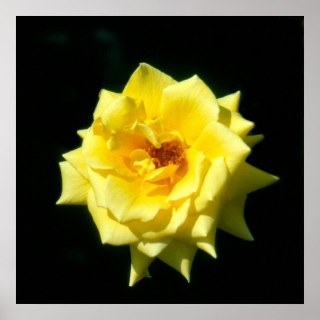 King's Ransom, hybrid tea rose Poster (Front)