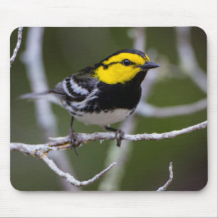 Kinney County, Texas. Golden-cheeked Warbler Mouse Pad