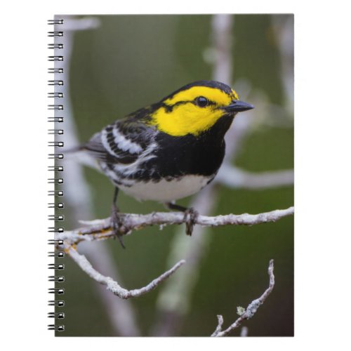 Kinney County Texas Golden_cheeked Warbler Notebook