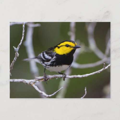 Kinney County Texas Golden_cheeked Warbler Postcard