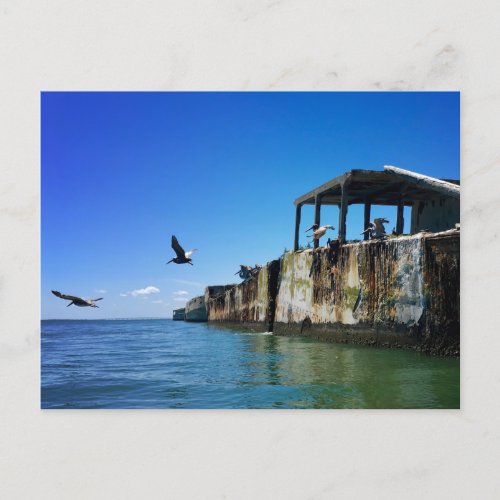 kiptopeke concrete ships and seagulls postcard