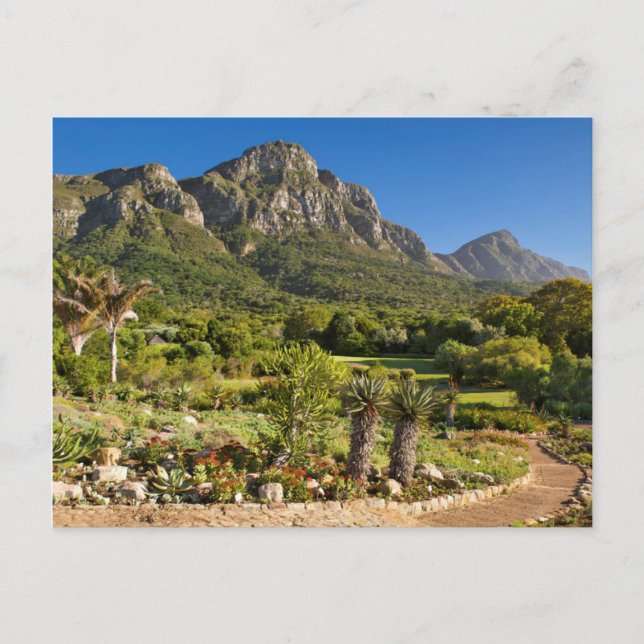 Kirstenbosch Botanic Gardens, Cape Town Postcard (Front)