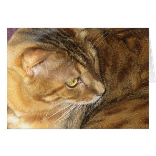 Kishka-glittering in gold cards (Front Horizontal)