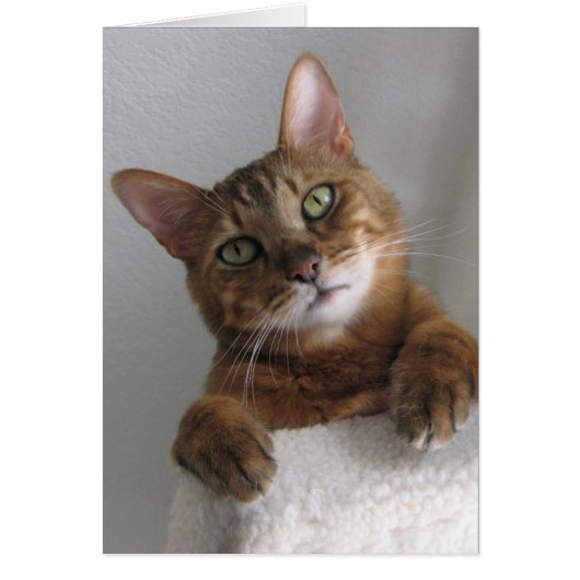 Kishka on high (Front)