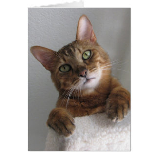 Kishka on high cards