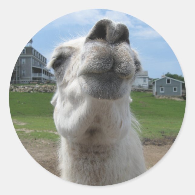 Kiss Me Llama Close-up Classic Round Sticker (Front)