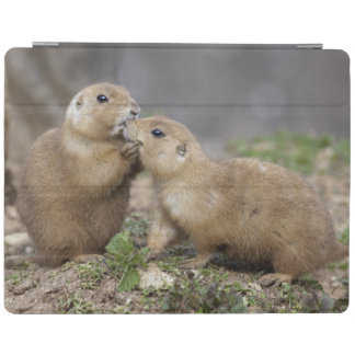 Kiss me Quick iPad Cover (all models)