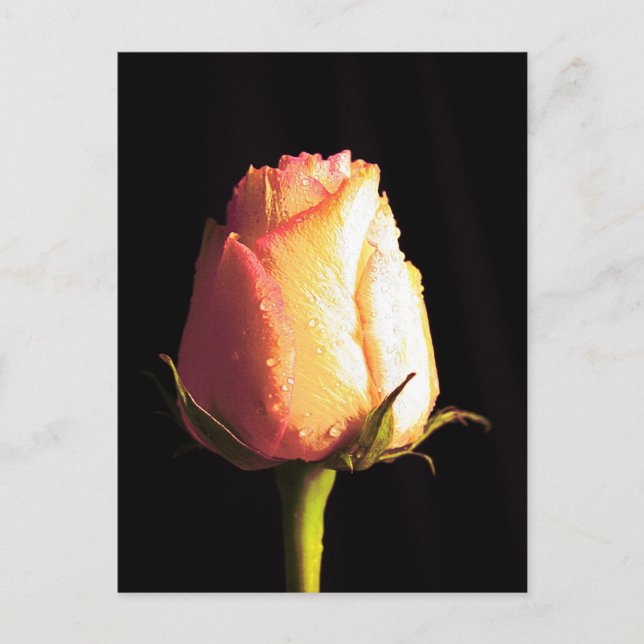 Kiss of Rain Postcard (Front)