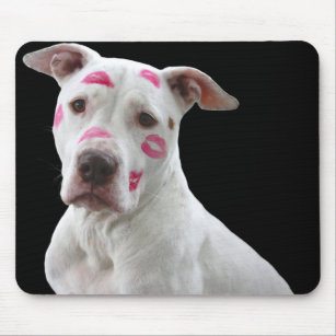 Pitbull hotsell puppy accessories