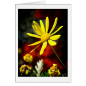 Kissed by the Sun (Front)