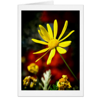 Kissed by the Sun Cards