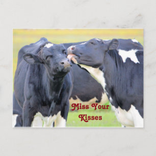 Kisses Cute cows Postcard