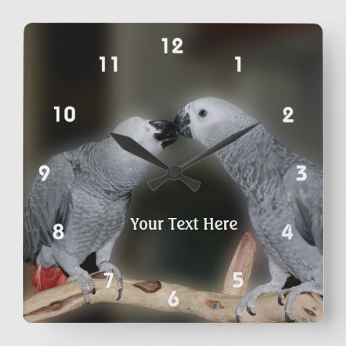 Kissing African Gray Parrots Animal Square Wall Clock