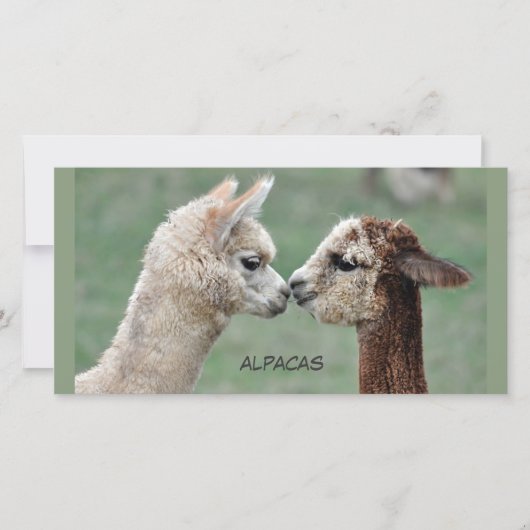 Kissing Alpacas photocard (Front)