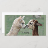Kissing Alpacas photocard (Front/Back)