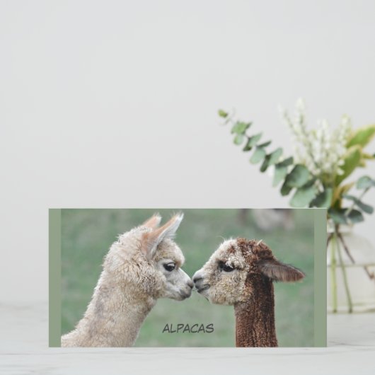 Kissing Alpacas photocard (Standing Front)