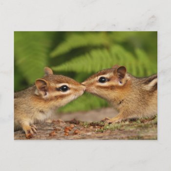Kissing Baby Chipmunks Postcard by Meg_Stewart at Zazzle