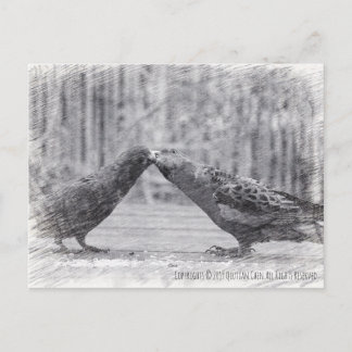 Kissing Birds Postcard