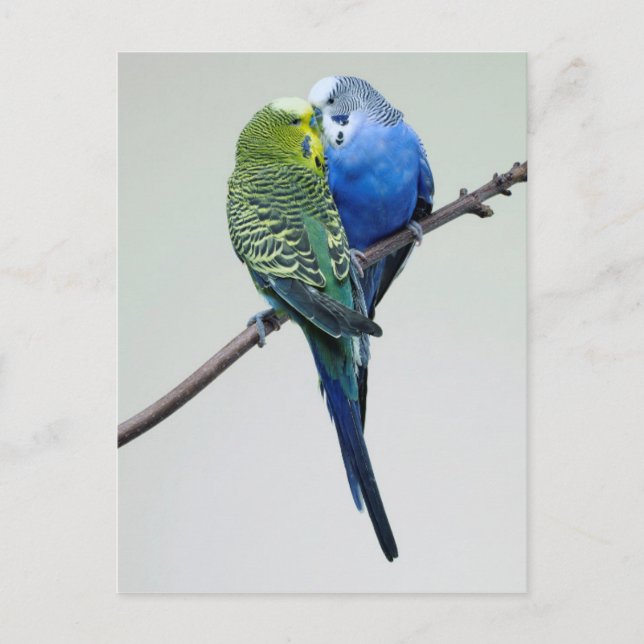 Kissing Budgies Postcard (Front)