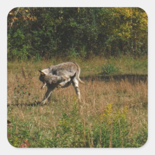 Kissing Butt Donkey Square Sticker