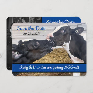 Kissing Calves PHOTO Wedding Save the Date